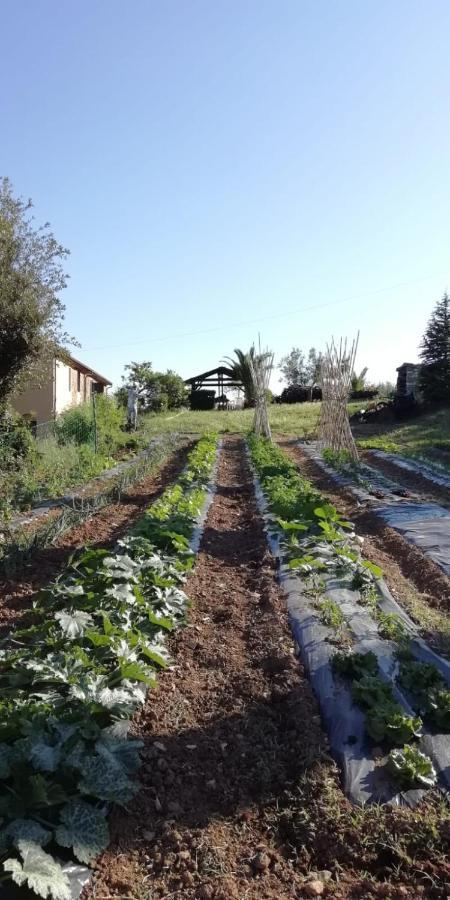 Podere Baloo Suvereto Exterior photo