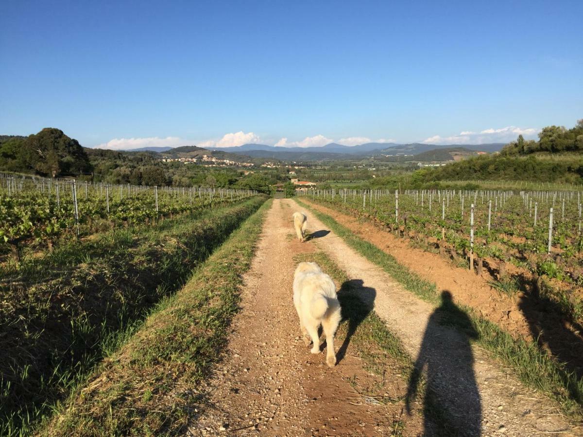Podere Baloo Suvereto Exterior photo